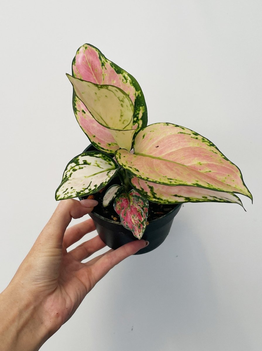 Aglaonema 'Lucky Red' - Variant Plant Company