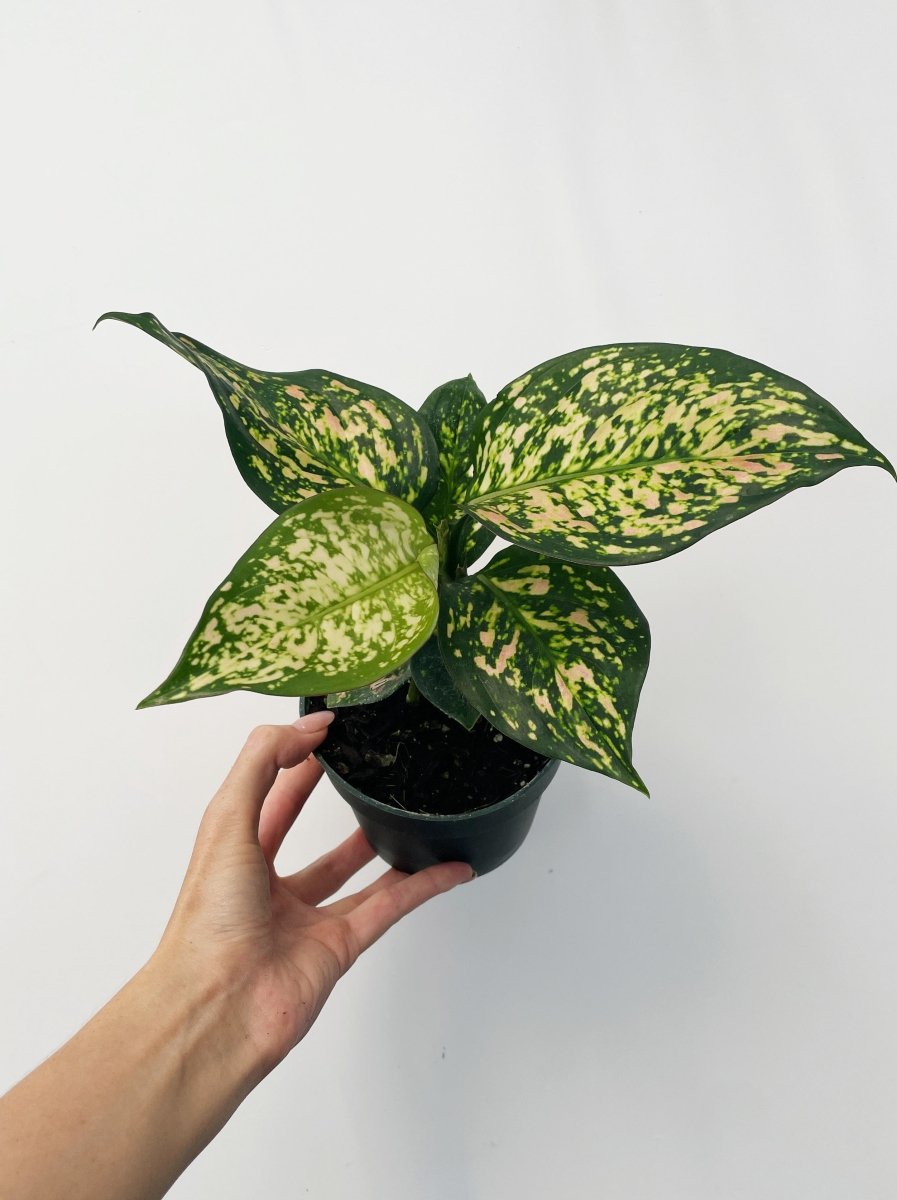 Aglaonema 'Wishes' - Variant Plant Company