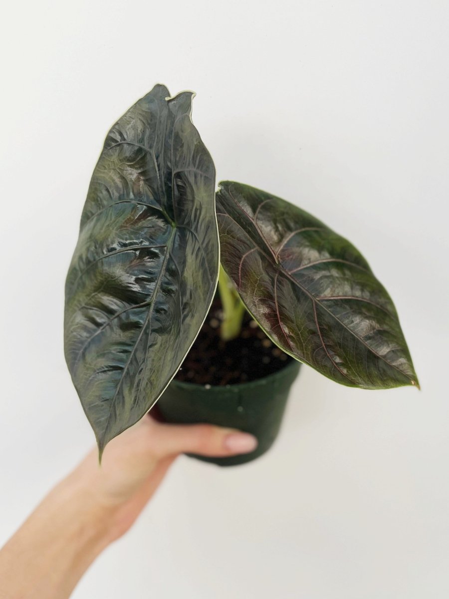 Alocasia azlani (W) - Variant Plant Company