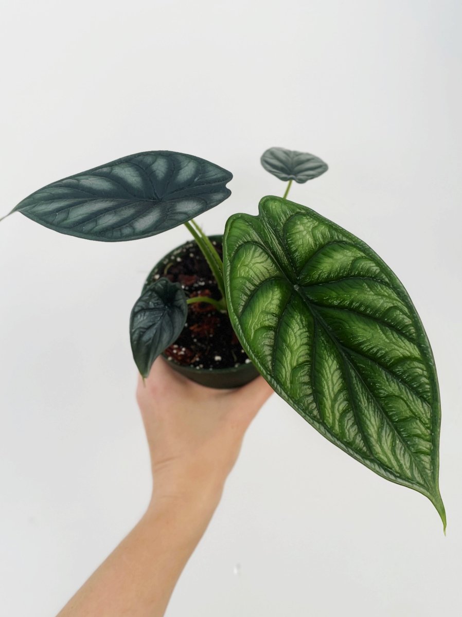 Alocasia baginda 'Dragon's Scale' - Variant Plant Company