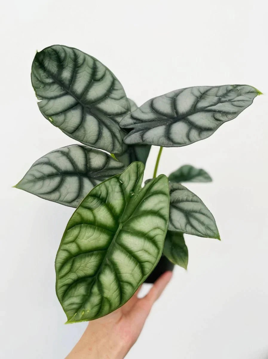 Alocasia baginda 'Silver Dragon' - Variant Plant Company