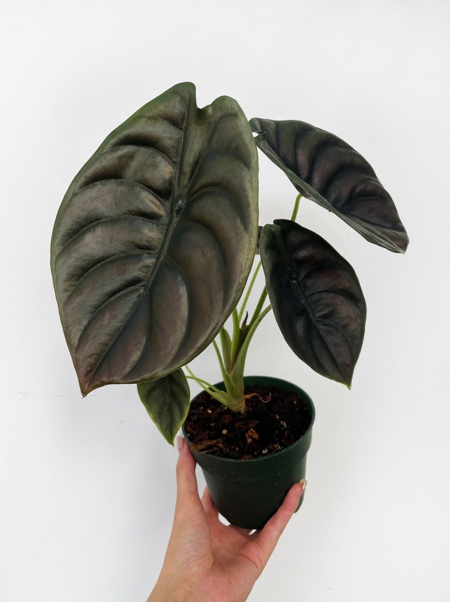 Alocasia cuprea 'Red Secret' - Variant Plant Company