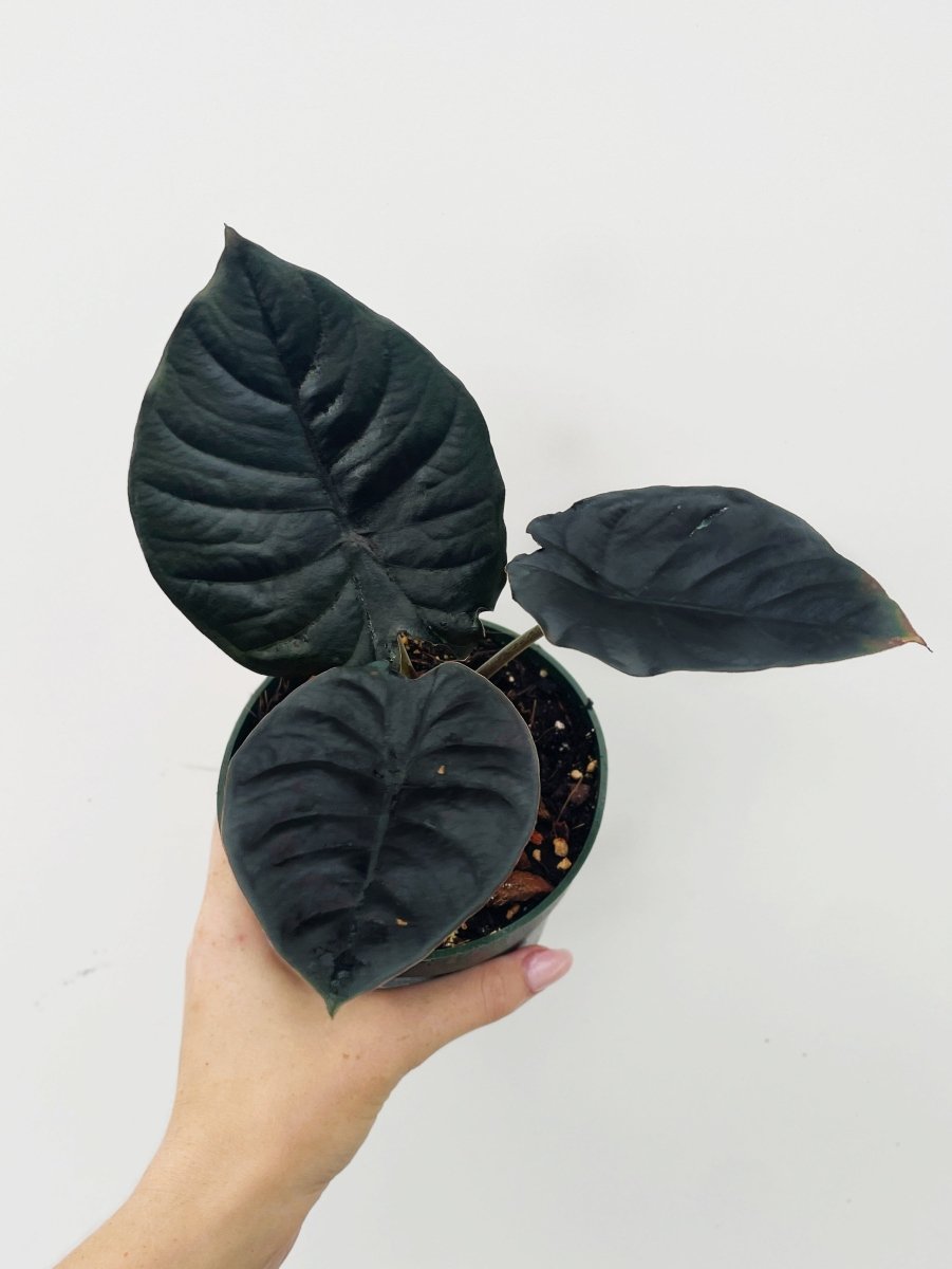 Alocasia infernalis 'Kapit' - Variant Plant Company