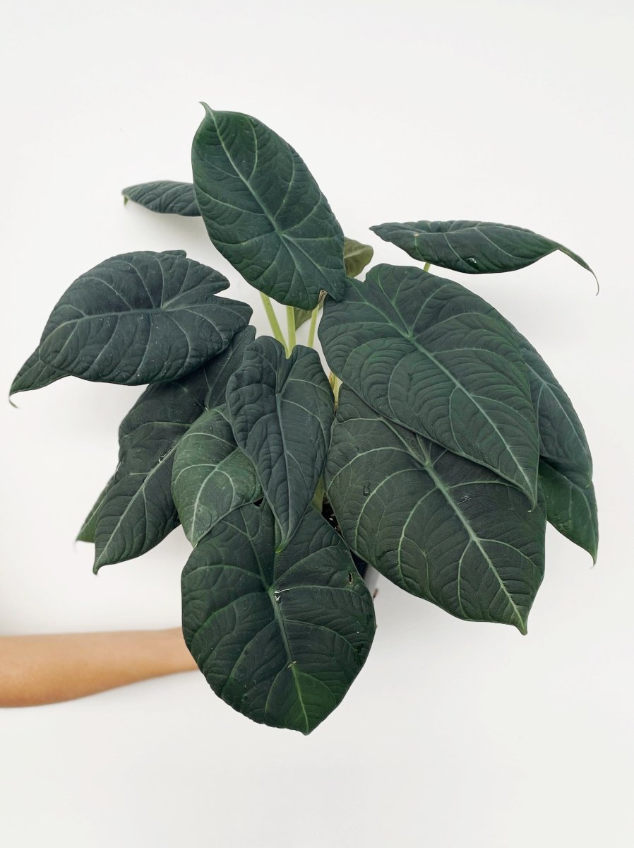 Alocasia maharani - Variant Plant Company