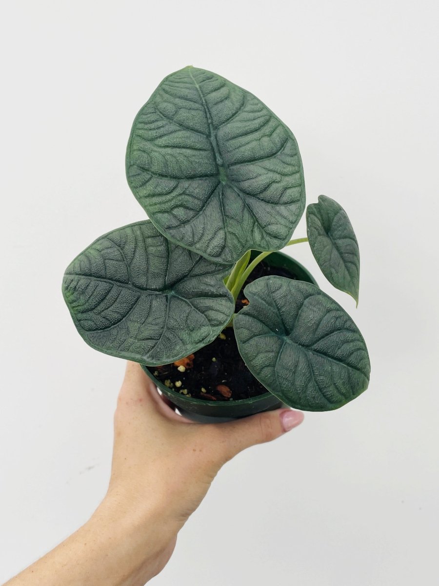Alocasia melo - Variant Plant Company