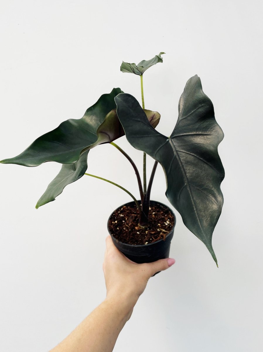 Alocasia priceps 'Purple Cloak' - Variant Plant Company