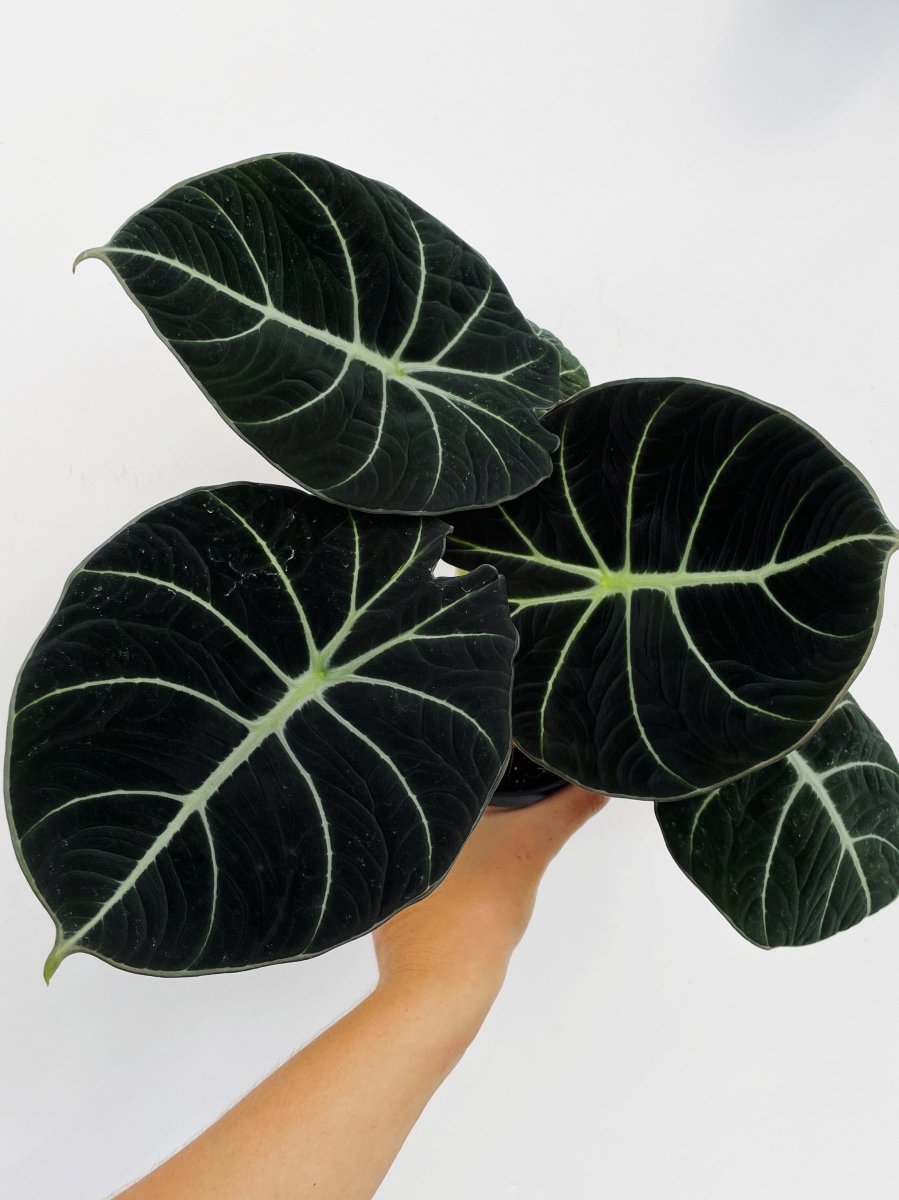 Alocasia reginula 'Black Velvet' - Variant Plant Company