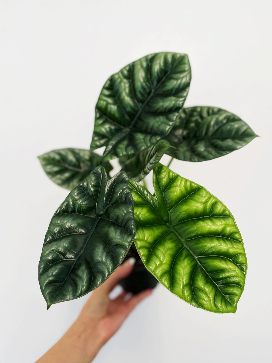 Alocasia sinuata 'Quilted Green' - Variant Plant Company