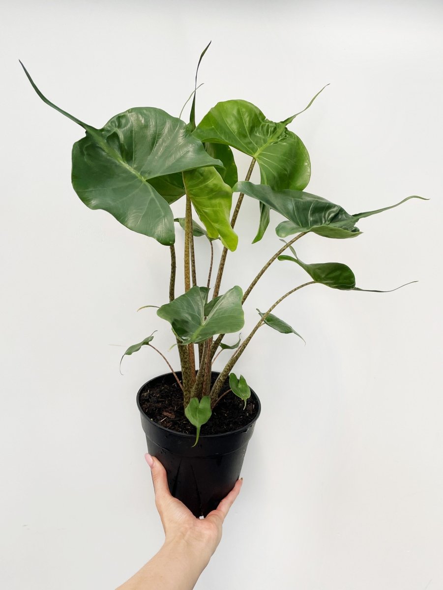 Alocasia 'Stingray' - Variant Plant Company
