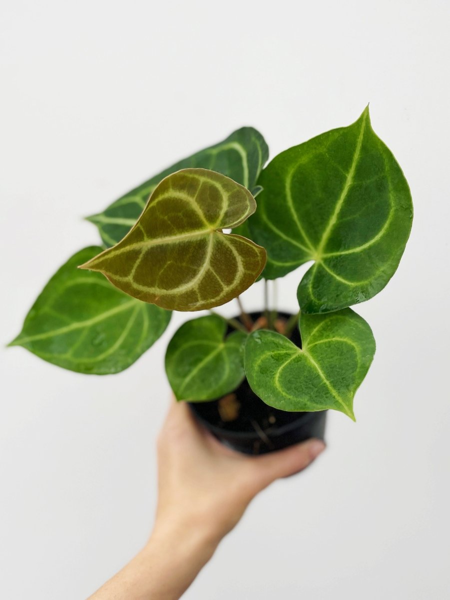 Anthurium clarinervium - Variant Plant Company