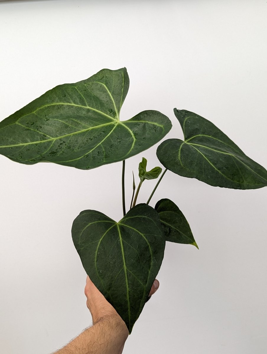 anthurium pterodactyl x clarinervium Anthurium clarinervium x pedatoradiatum