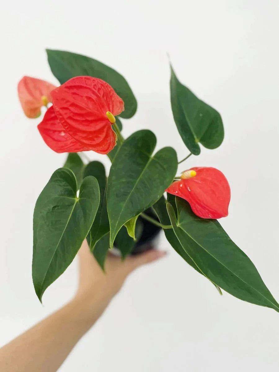 Anthurium dutch hybrid 'Orange Champion' - Variant Plant Company