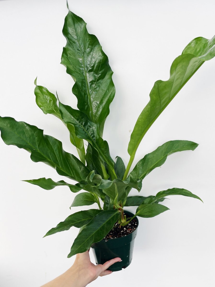 anthurium hookerii Anthurium hookeri reverted