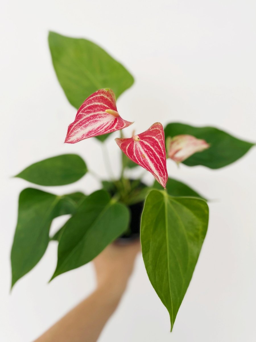 Anthurium 'Livium' - Variant Plant Company