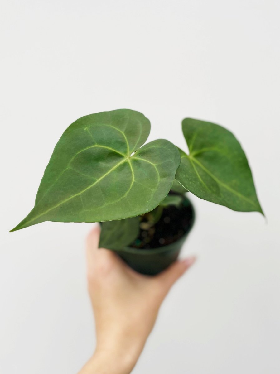 Anthurium 'Pterodactyl'