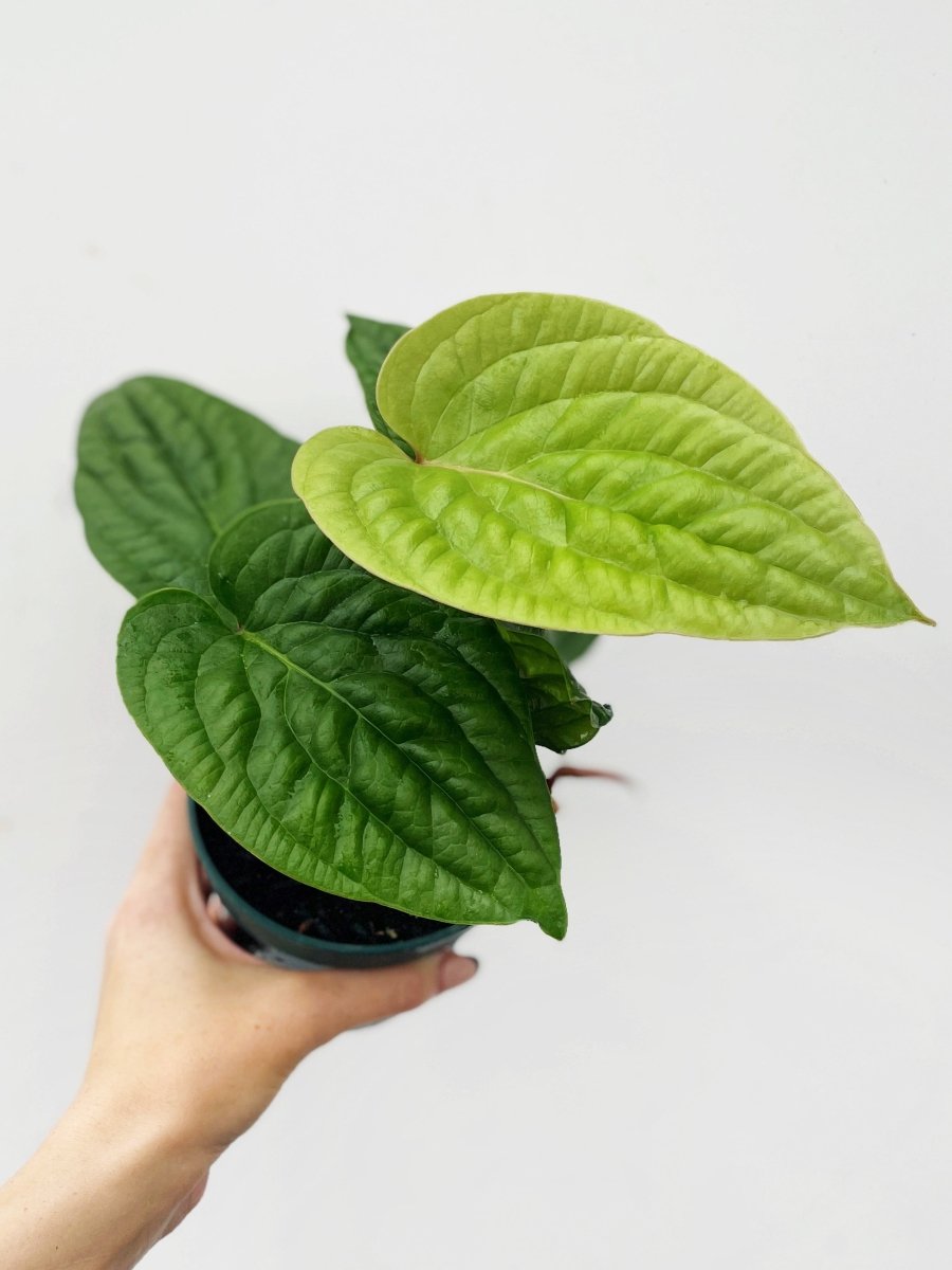 Anthurium radicans - Variant Plant Company