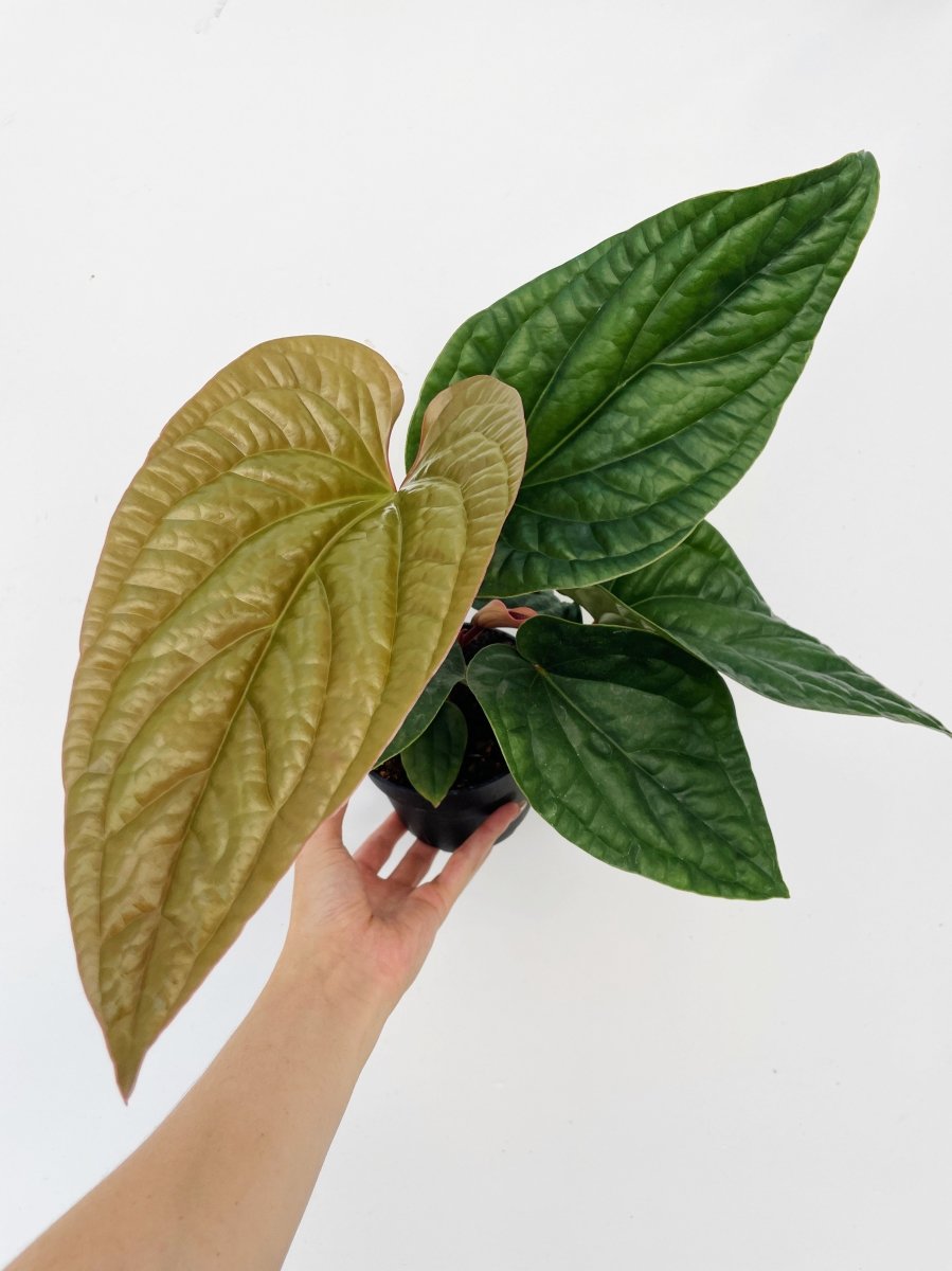 anthurium luxurians radicans Anthurium radicans x luxurians