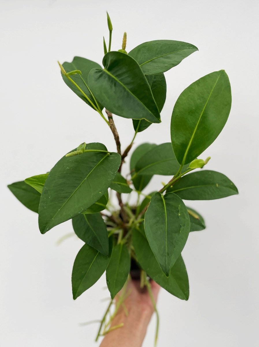Anthurium scandens