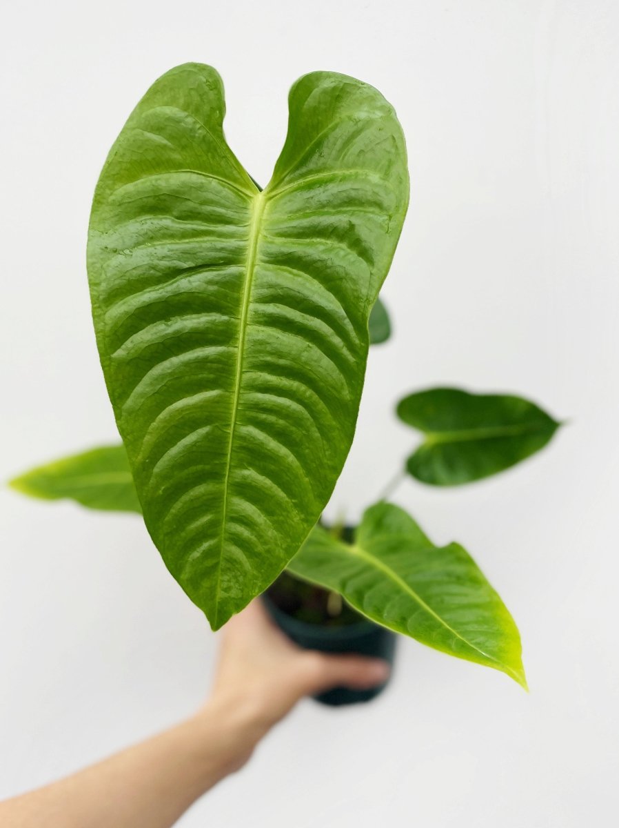 Anthurium veitchii