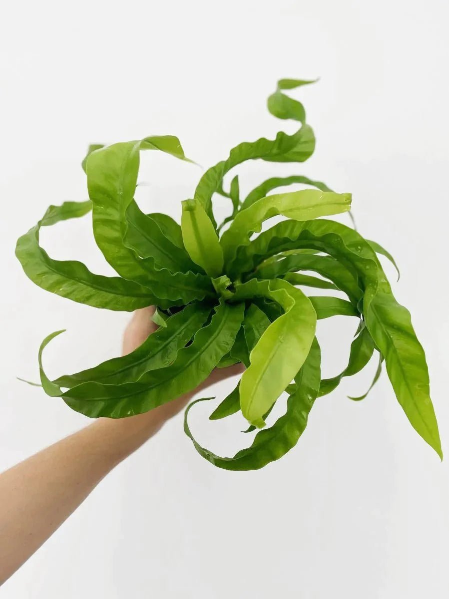 Asplenium antiquum 'Hurricane'
