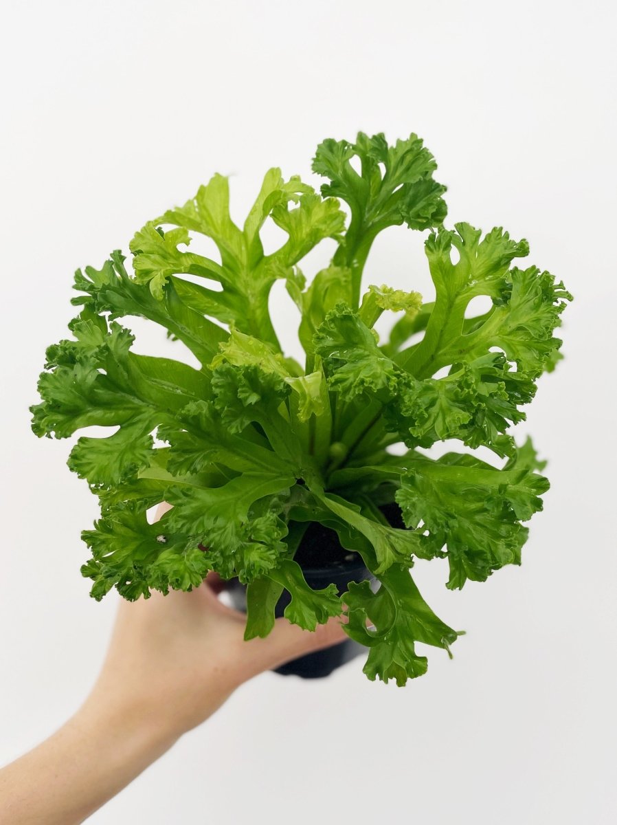birds nest fern leslie Asplenium antiquum 'Leslie'