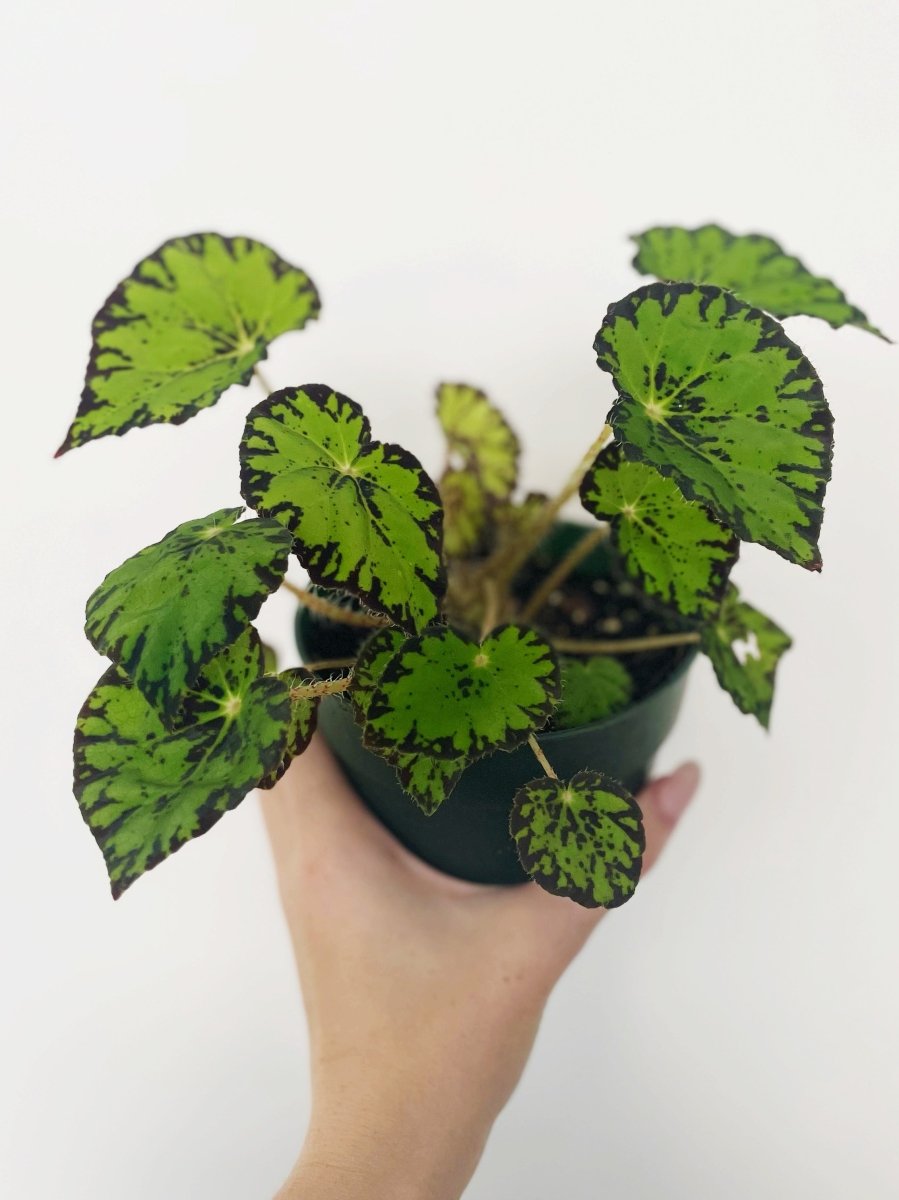 Begonia 'Persian Brocade' - Variant Plant Company