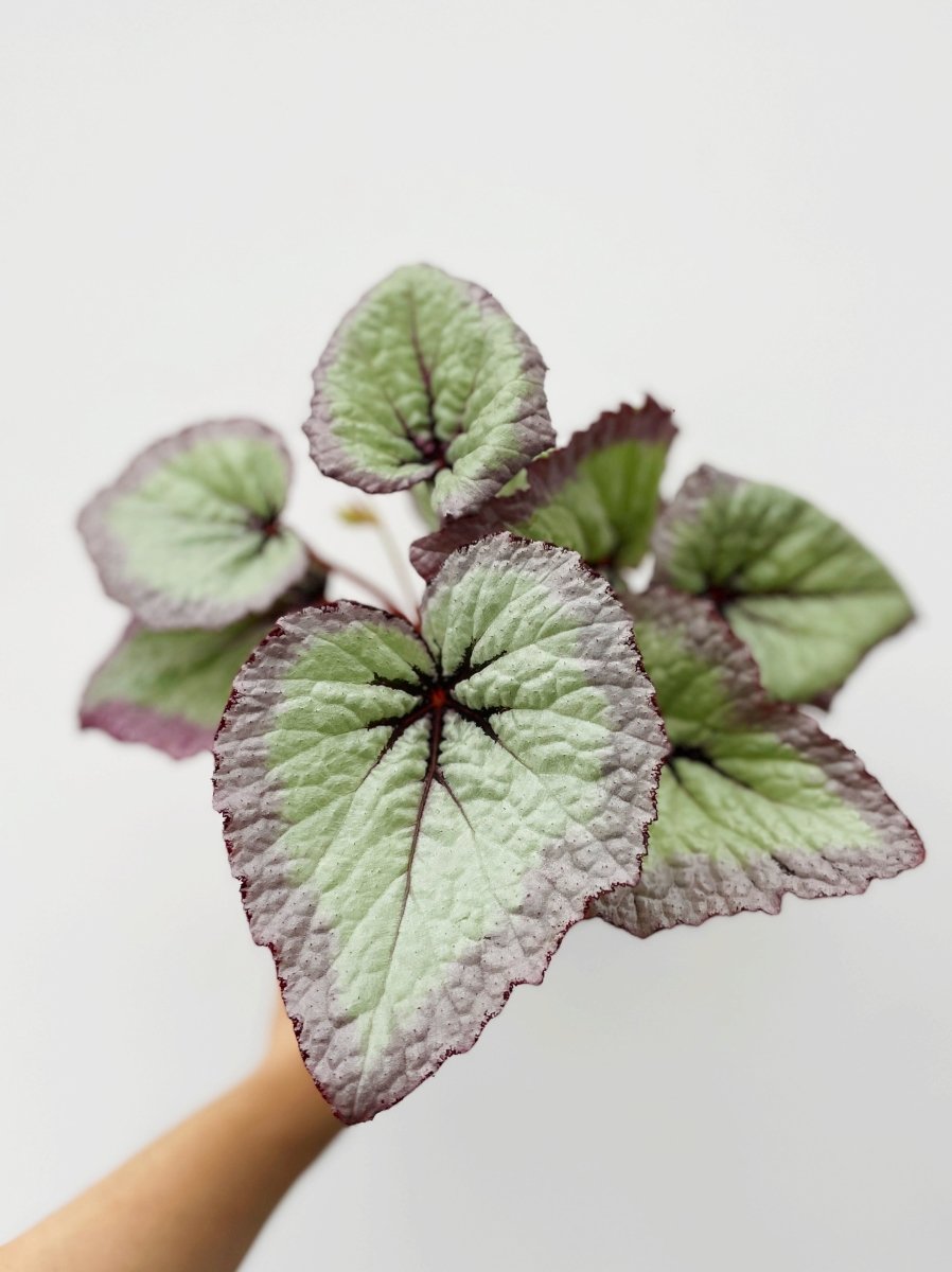 Begonia rex 'Harmony's Fire Woman' - Variant Plant Company