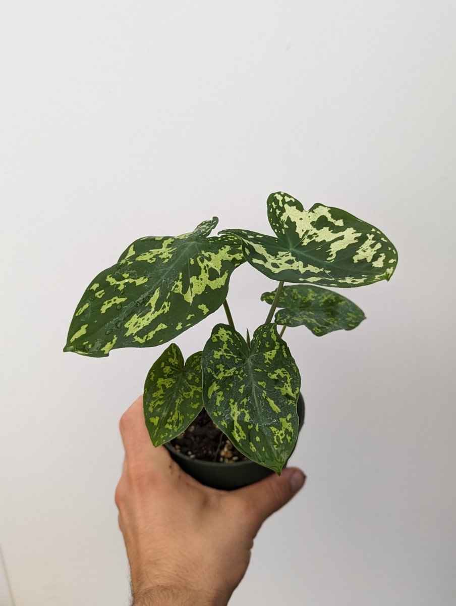 Caladium 'Hilo Beauty' - Variant Plant Company