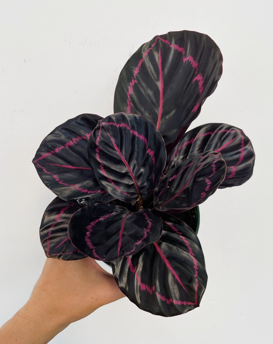 prayer plant dottie Calathea 'Dottie'