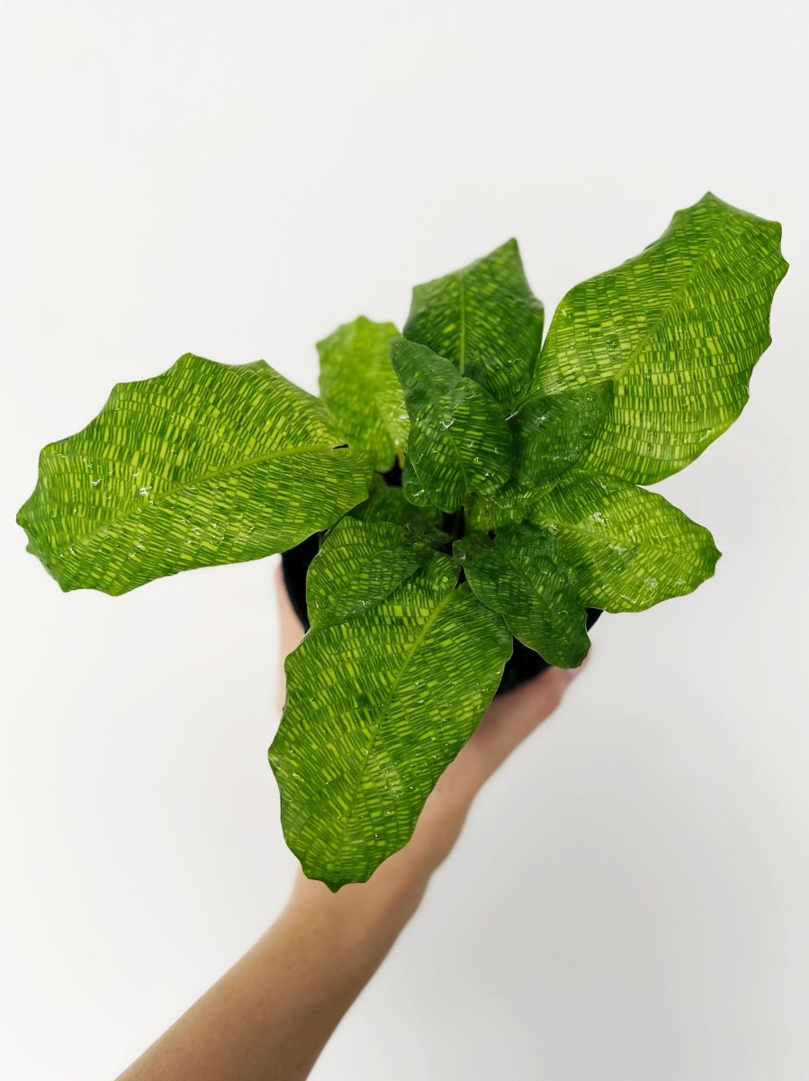 Calathea musaica - Variant Plant Company