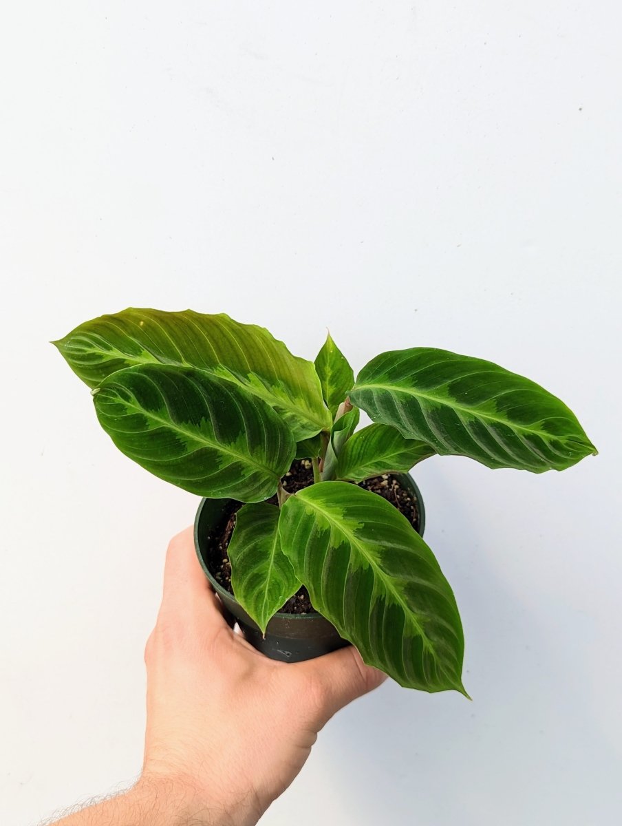 Calathea warsewiczi 'Jungle Velvet' - Variant Plant Company