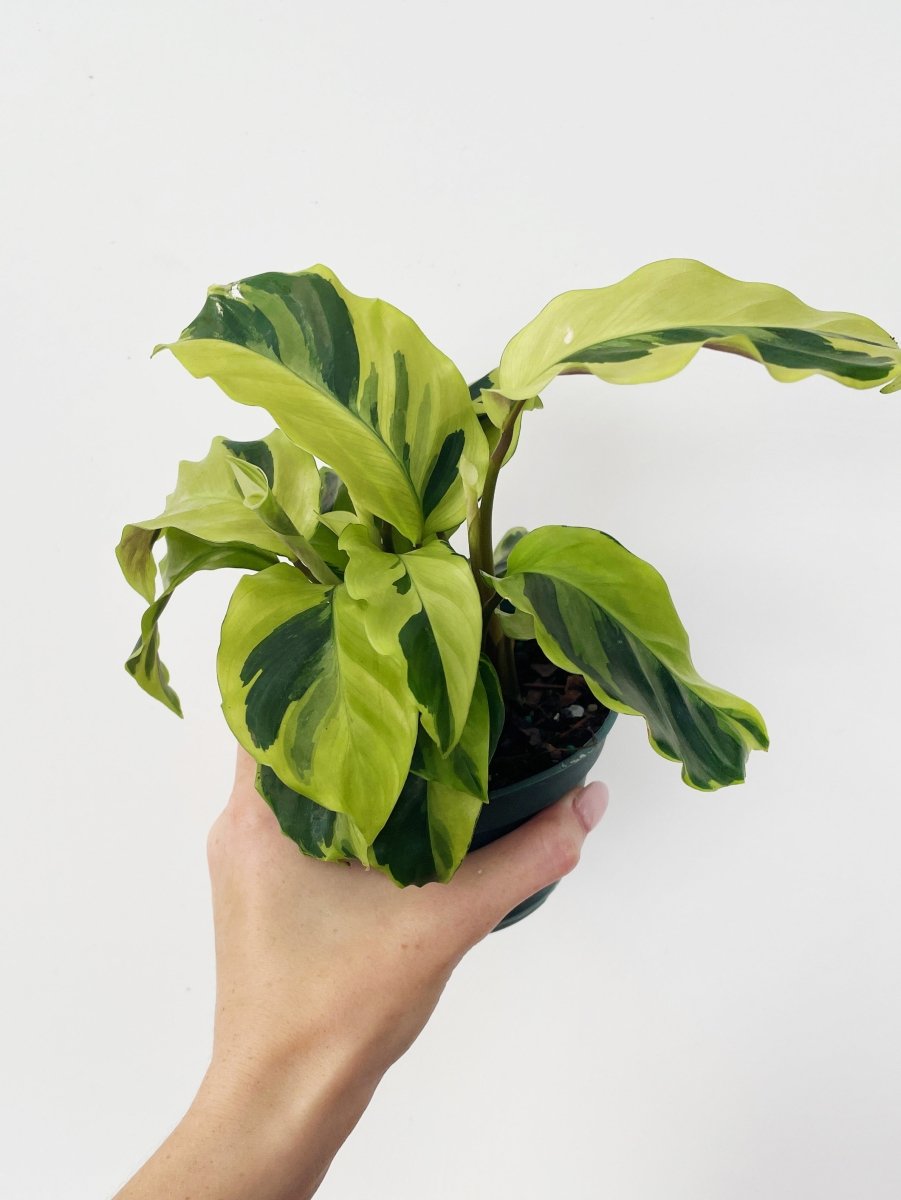 Calathea 'Yellow Fusion' - Variant Plant Company