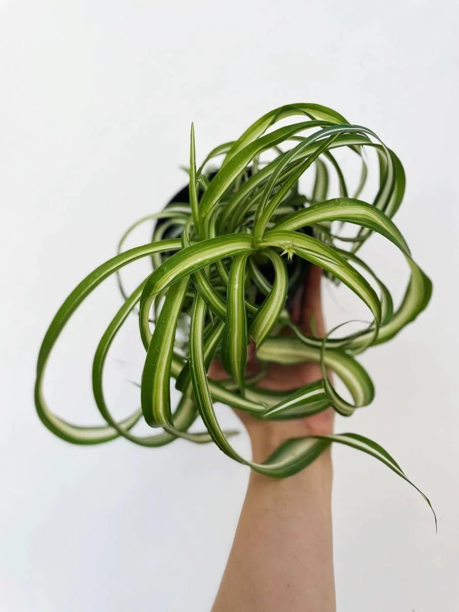 Chlorophytum comosum 'Bonnie' - Variant Plant Company