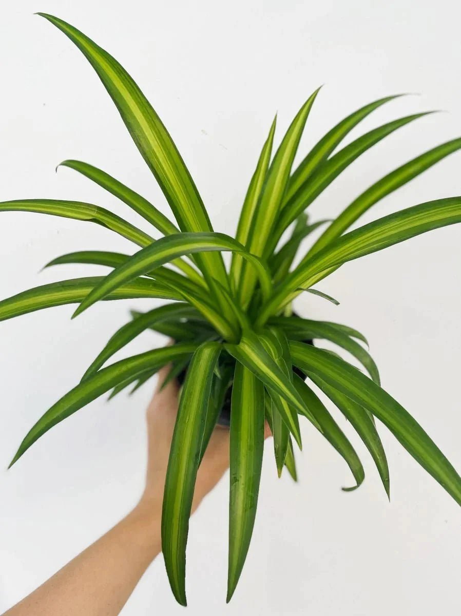 chlorophytum pacific Chlorophytum comosum 'Hawaiian'