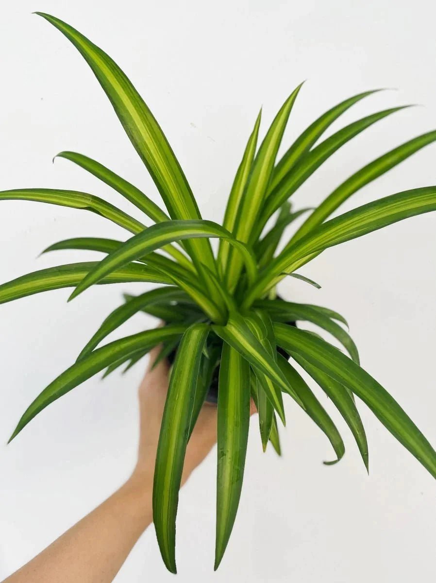 Chlorophytum comosum 'Hawaiian' - Variant Plant Company