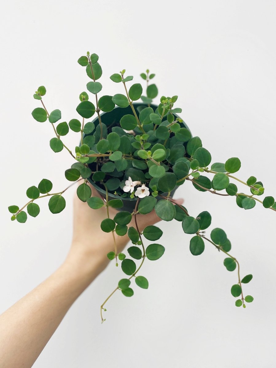 Codonanthe devosiana 'Paula' - Variant Plant Company