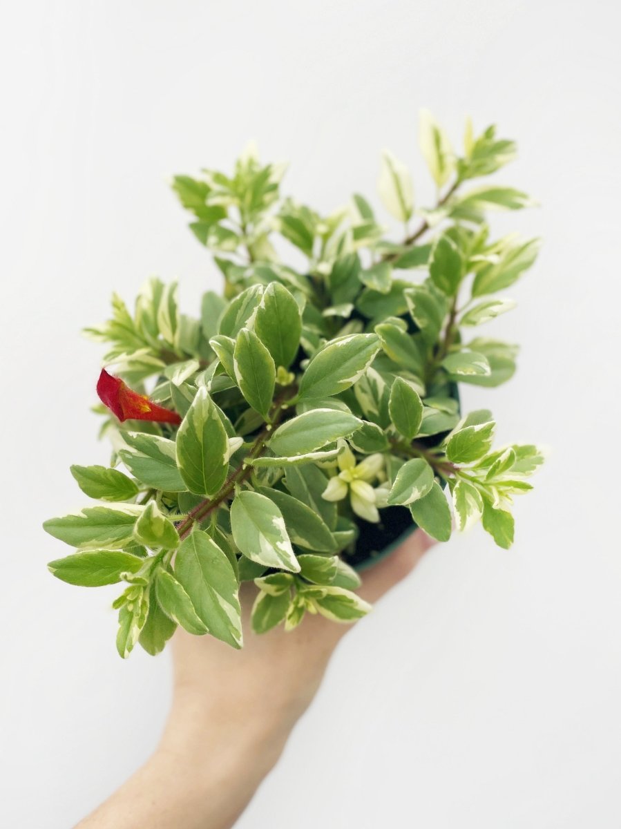 Columnea hirta 'Light Prince' - Variant Plant Company