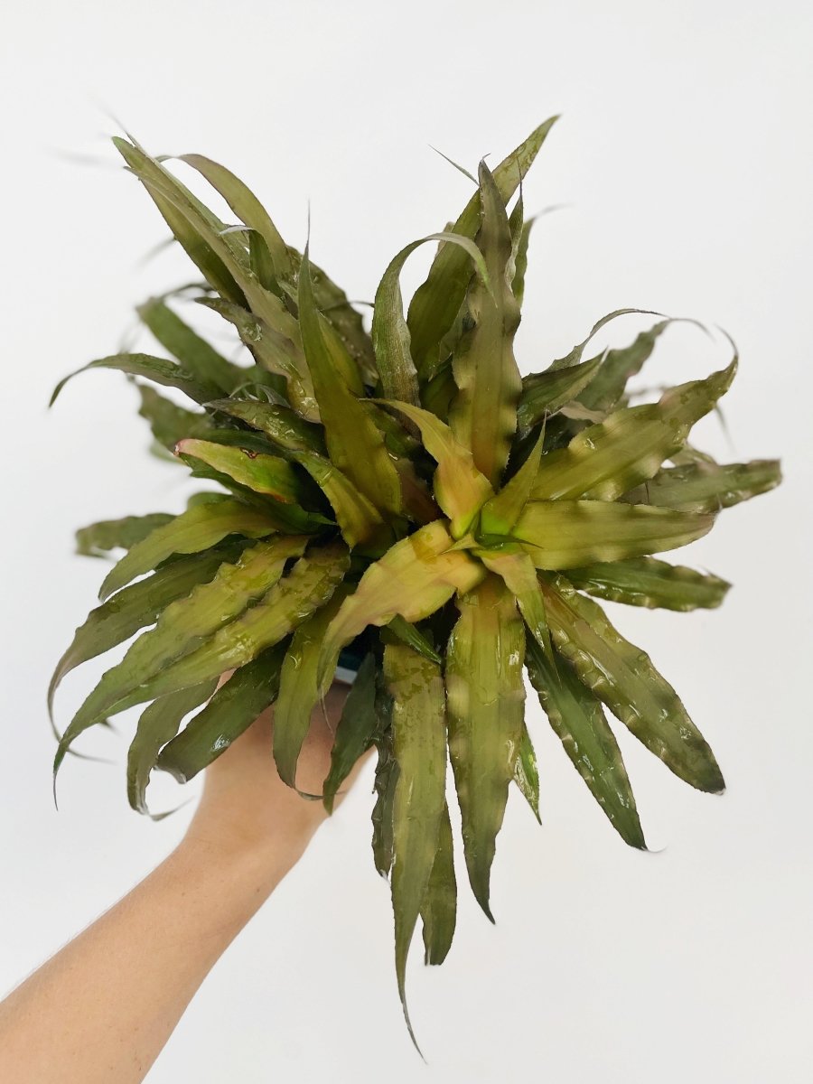 Cryptanthus 'Mochachino' - Variant Plant Company