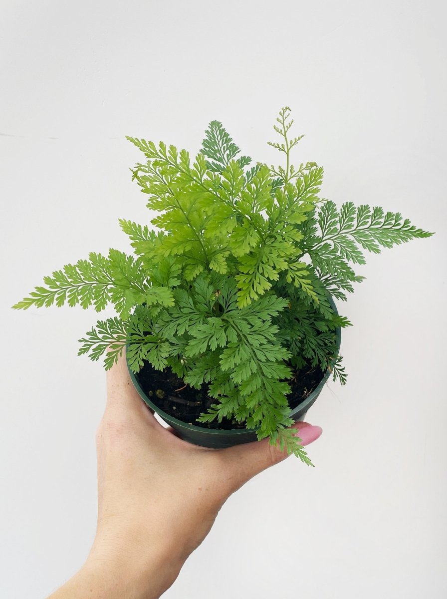 Davallia fejeensis - Variant Plant Company