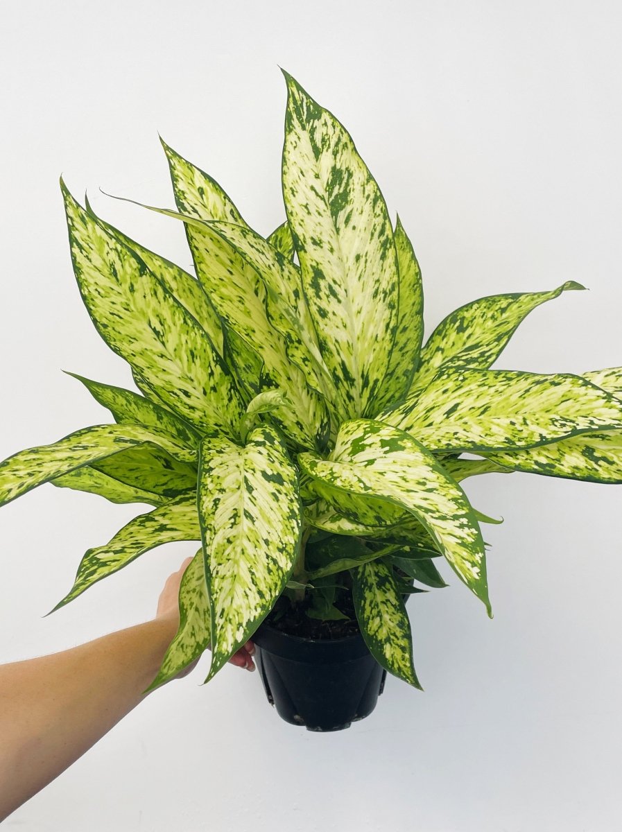 Dieffenbachia 'Star Bright' - Variant Plant Company