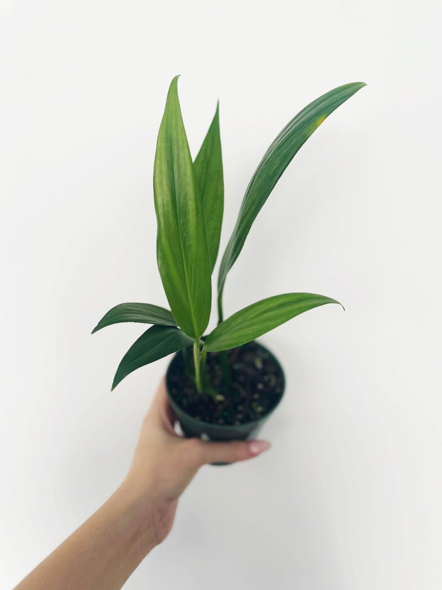 pothos silver streak Epipremnum amplissimum 'Silver Streaks'