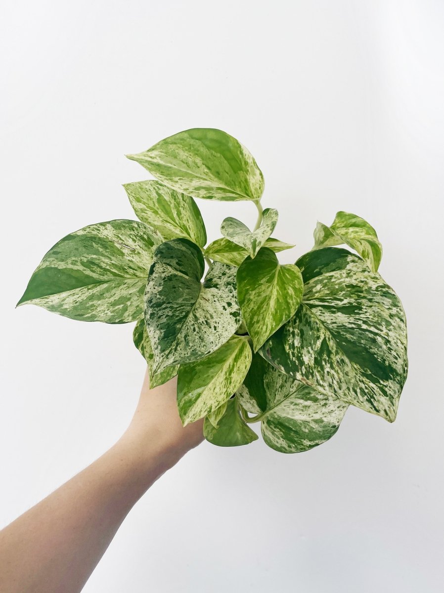 marble queen pothos name Epipremnum aureum 'Marble Queen'