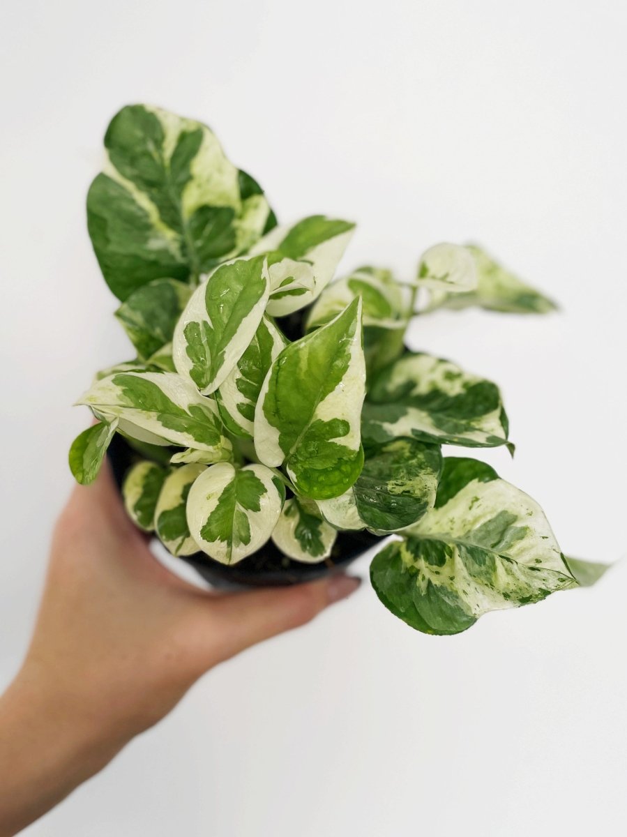 epipremnum aureum jade pothos Epipremnum aureum 'Pearls and Jade'