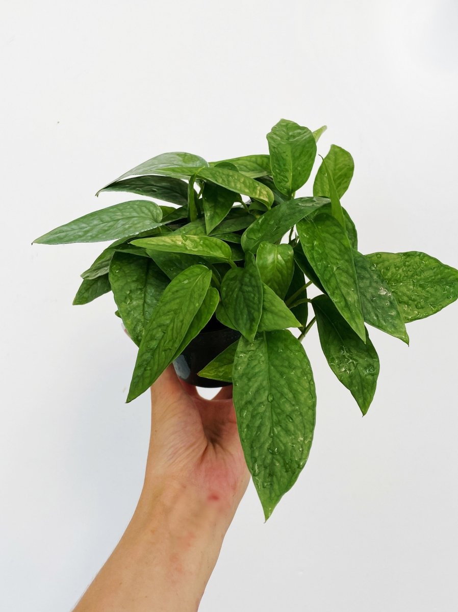 Epipremnum pinnatum 'Cebu Blue' - Variant Plant Company