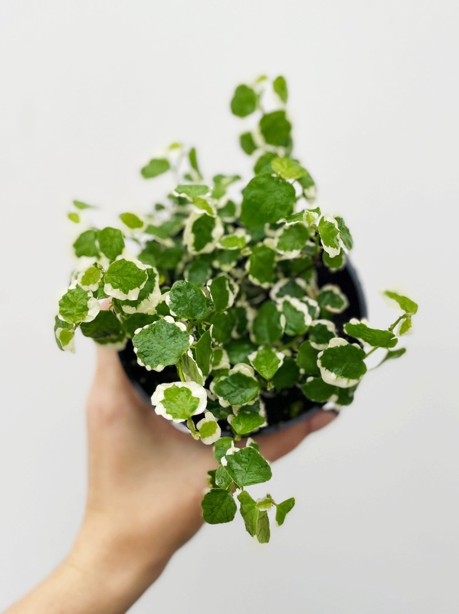 Ficus repens variegata - Variant Plant Company
