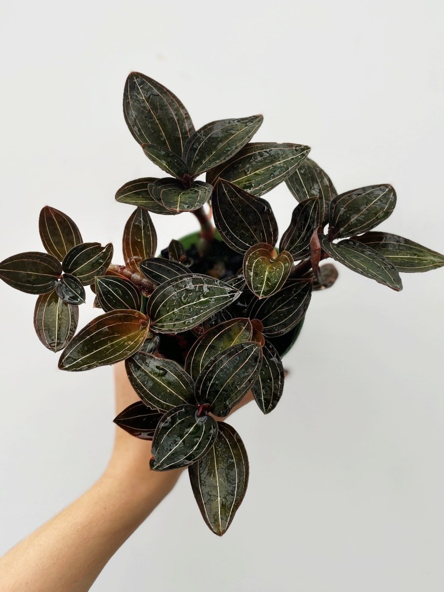 Ludisia discolor - Variant Plant Company
