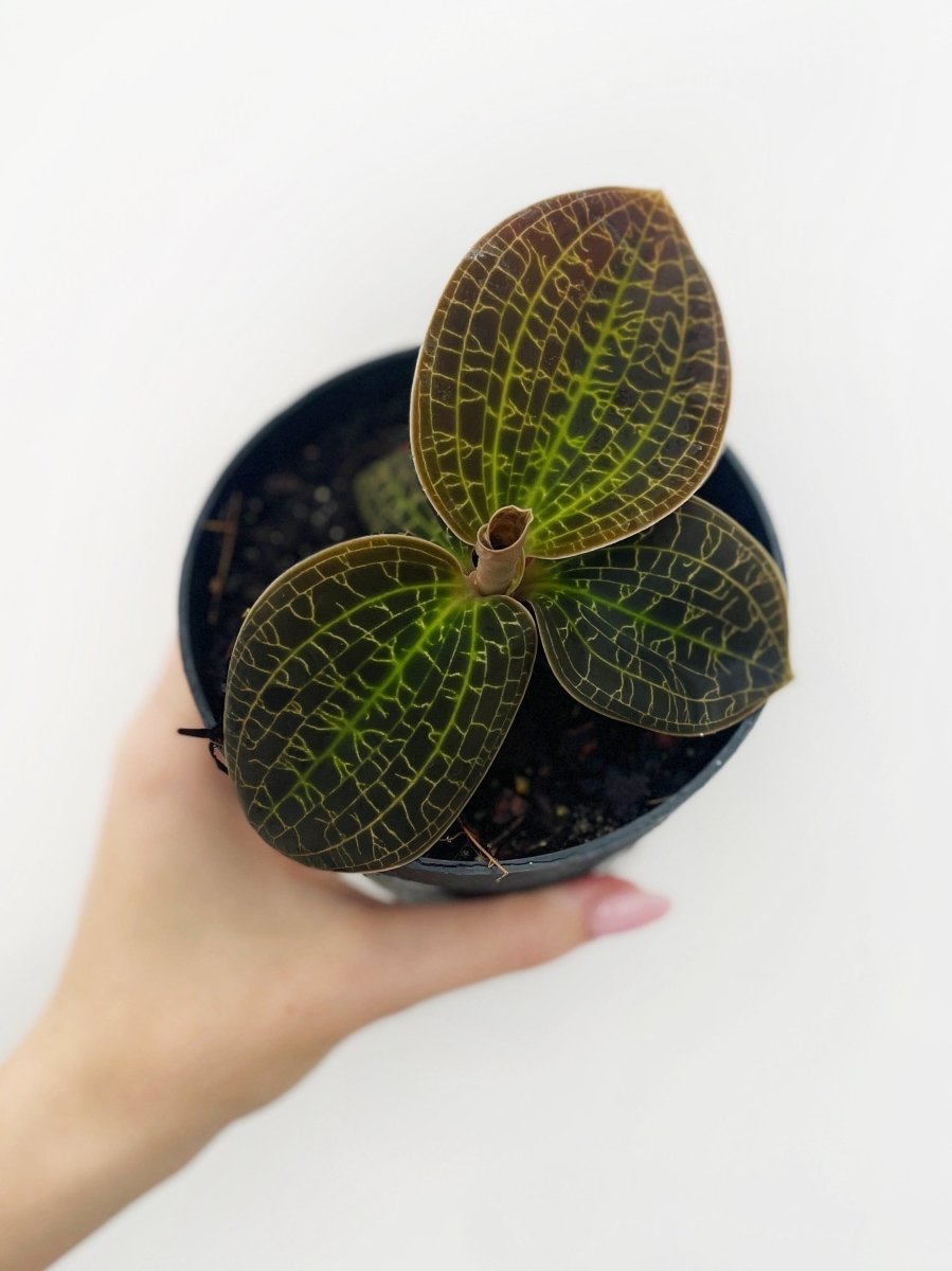 Macodes sanderiana x limii 'Gold Dust' - Variant Plant Company