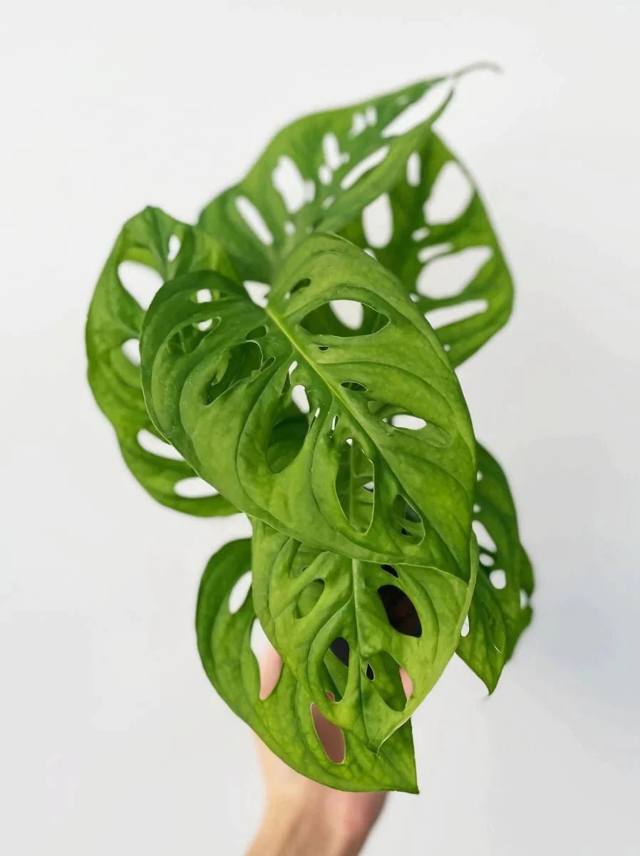 monstera adansonii common name Monstera adansonii 'Wide Form'
