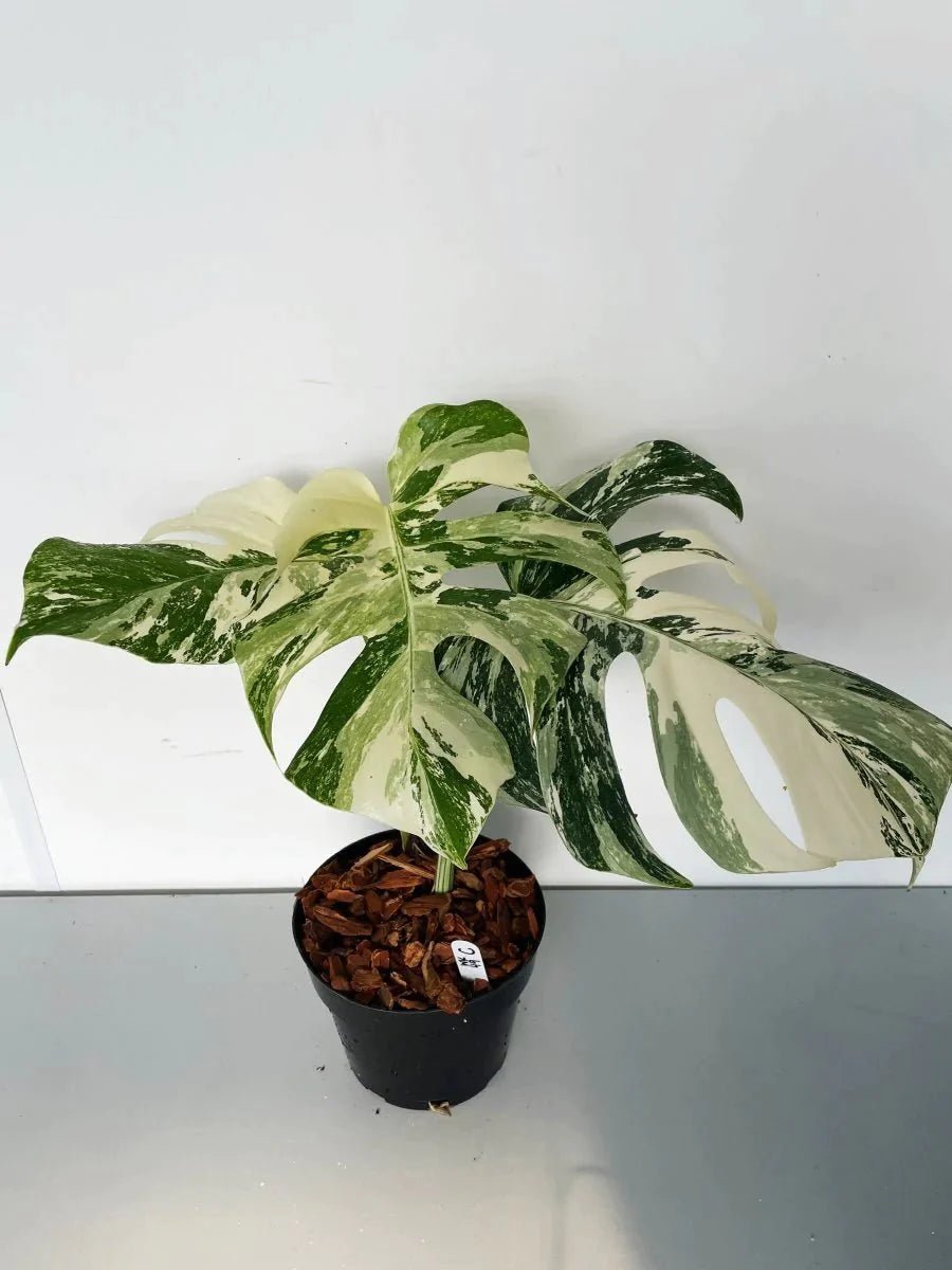 philodendron borsigiana albo Monstera borsigiana 'Albo' (High Variegation)