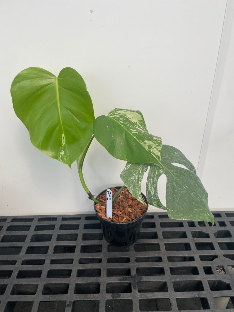 albo monstera borsigiana Monstera borsigiana 'Albo' (Low Variegation)